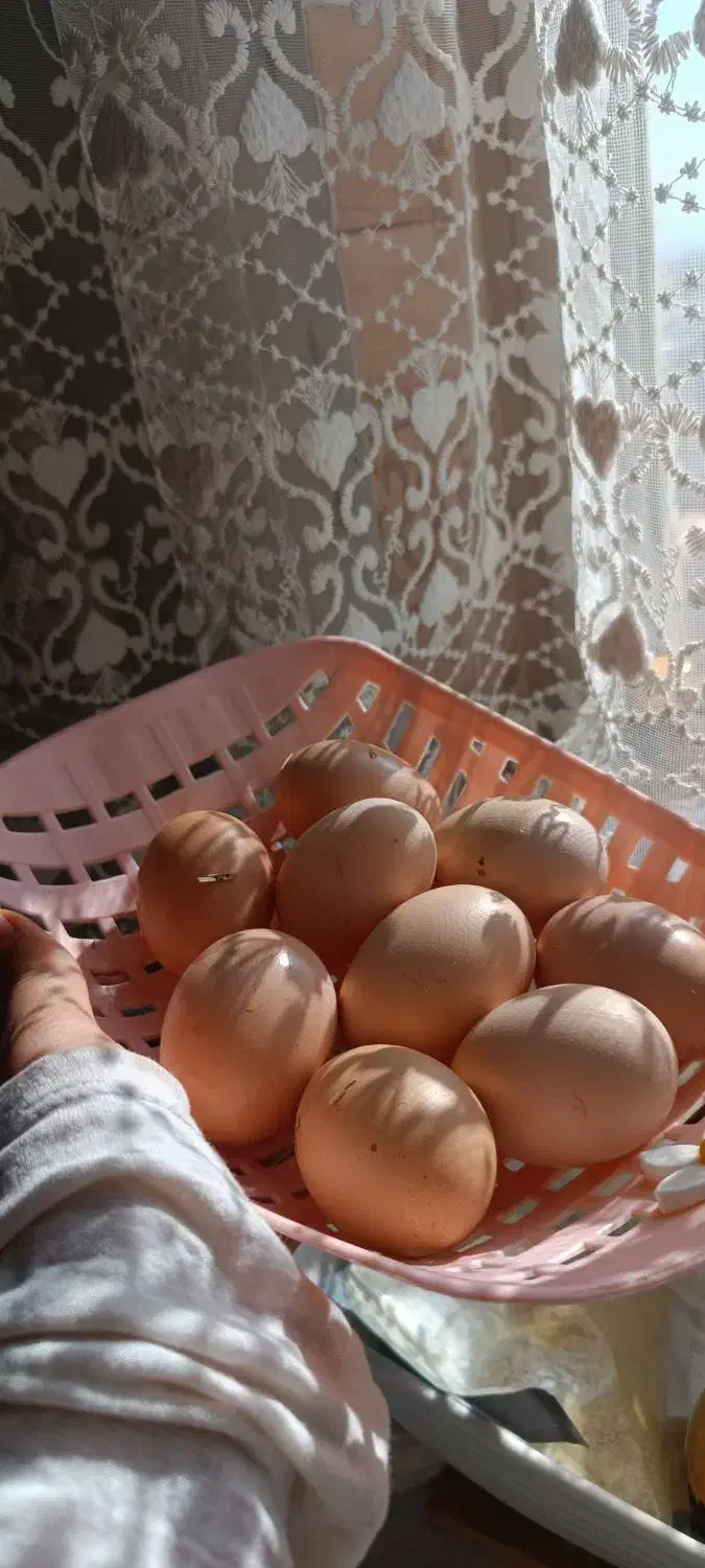 تخم مرغ محلی|خوردنی و آشامیدنی|سبزوار, مدرس|دیوار