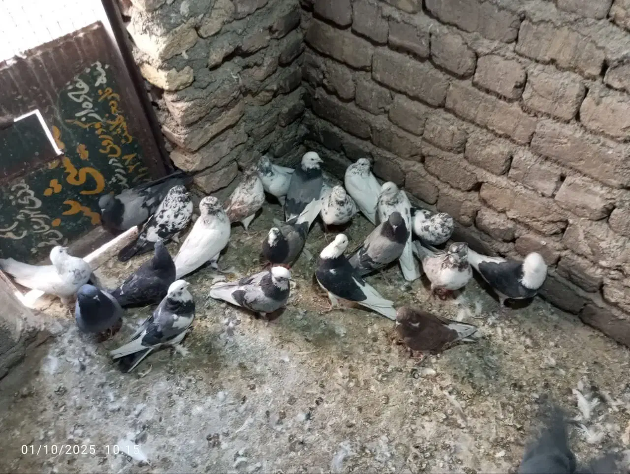 ب شرط پرش نطفه همه چی|پرنده|قم, آزادگان|دیوار