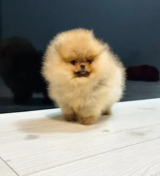 سگ پامر خرسی نسکافه ای روشن شکلاتی کیفیت عالی|سگ|مشهد, اقبال|دیوار