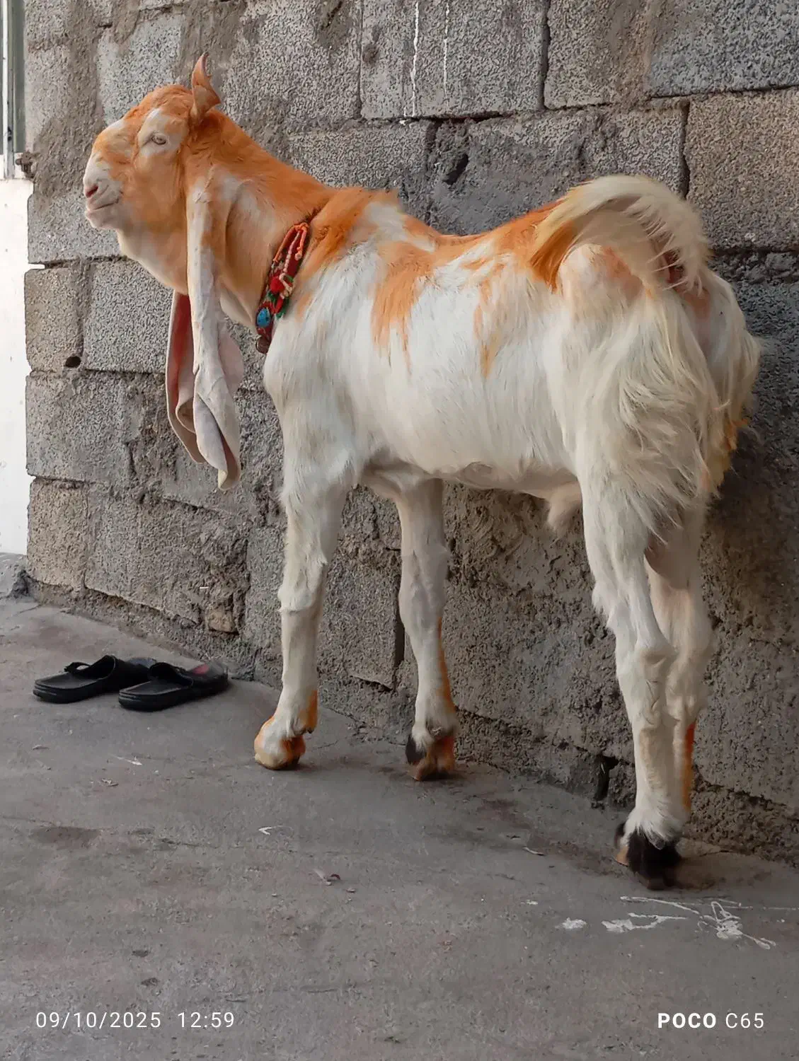 نرگلابی|حیوانات مزرعه|شوشتر, |دیوار