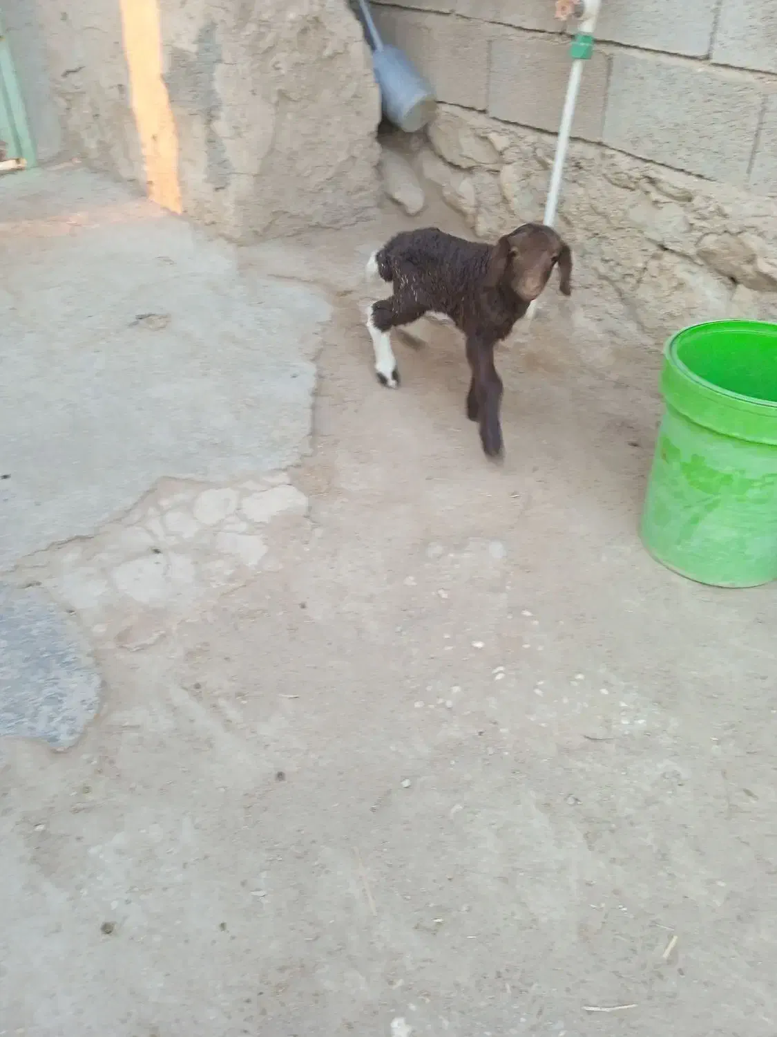 فروش میش و کره|حیوانات مزرعه|خورموج, |دیوار