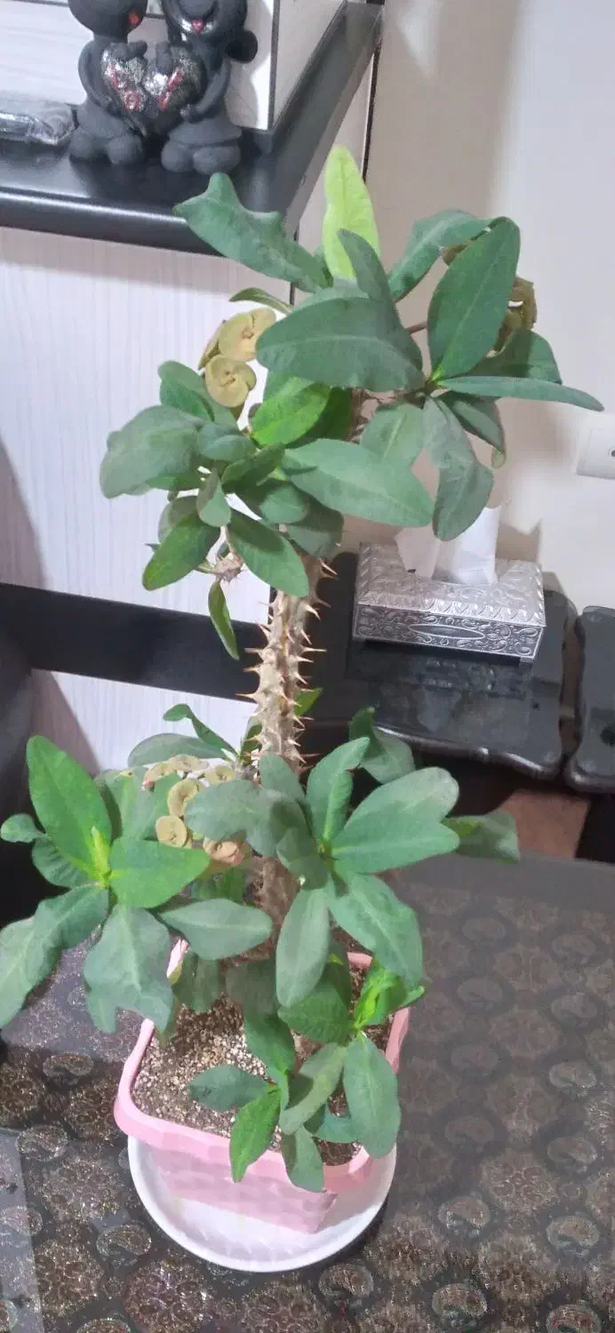 مرجان هلندی|گل و گیاه طبیعی|محمدیه-قزوین, |دیوار