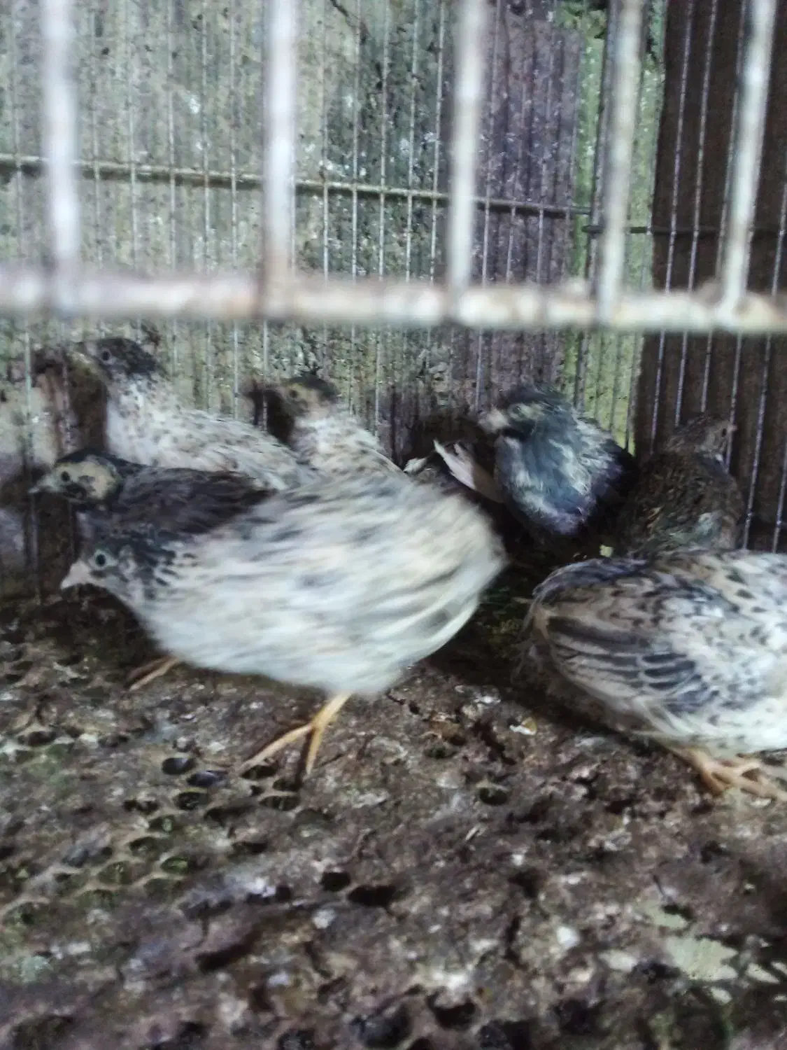 بلدرچین مینیاتوری بالغ|حیوانات مزرعه|قائم‌شهر, |دیوار