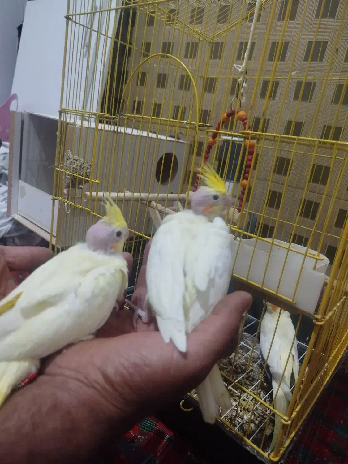 عروس هلندی|پرنده|کاشان, میدانگاه آقا|دیوار