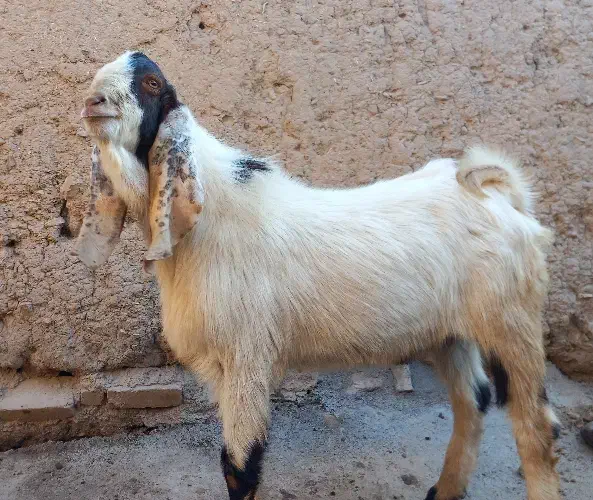 بز غاله پاکستانی|حیوانات مزرعه|ضیاء آباد, |دیوار