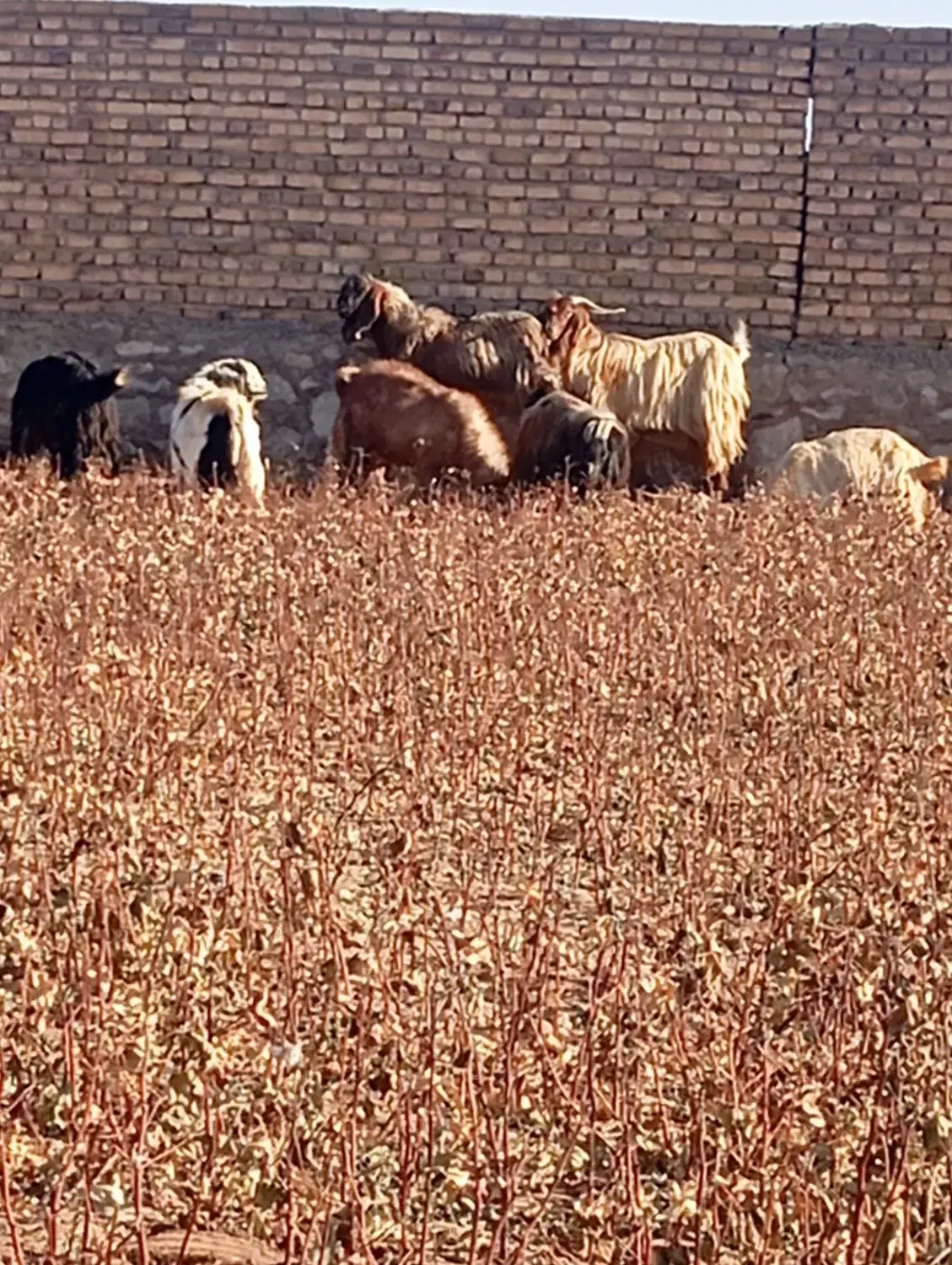 انواع نربز|حیوانات مزرعه|نیشابور, شهید جعفری|دیوار