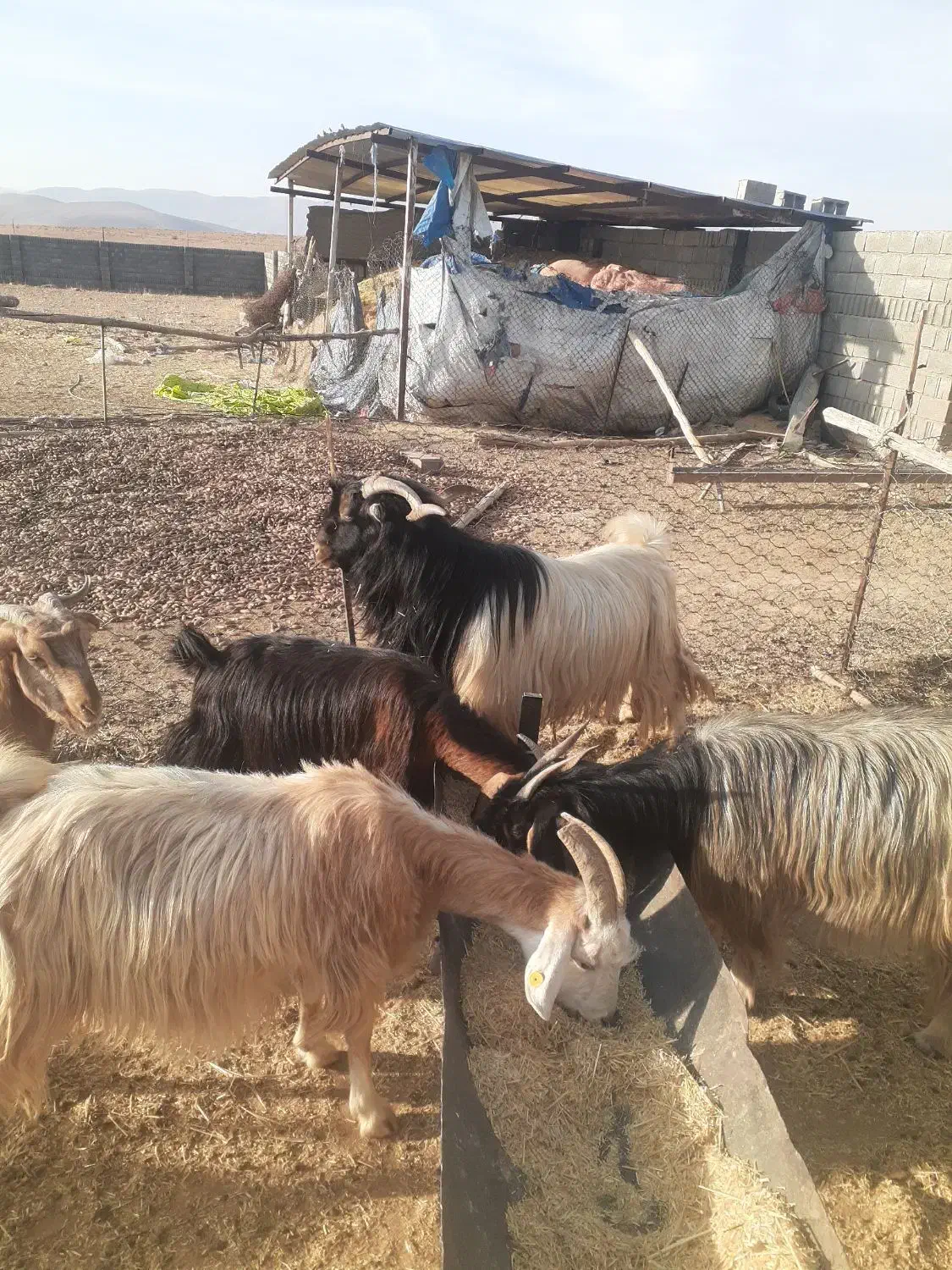 بز  ترکی مودار میش گوسفند معاوضه با میش دارم|حیوانات مزرعه|مشهد مرغاب, |دیوار