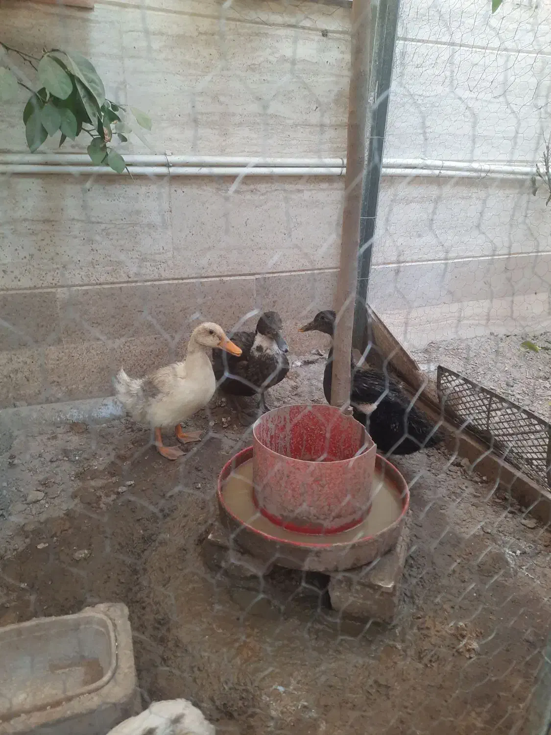 اوردک محلی|حیوانات مزرعه|خمینیشهر, |دیوار