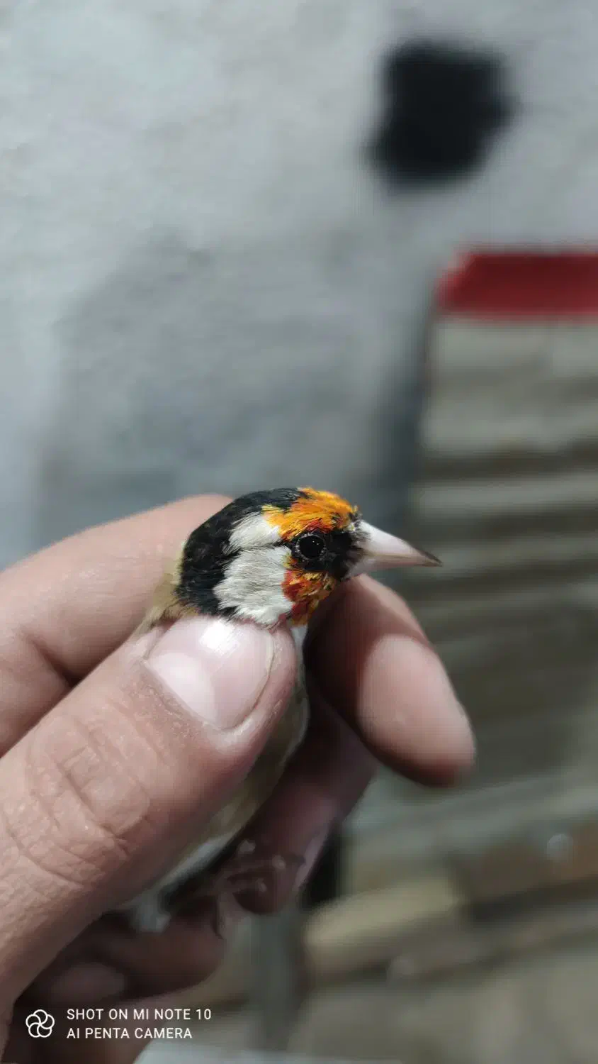 سهره جوجه قفس نشانه دار|پرنده|کرمانشاه, |دیوار