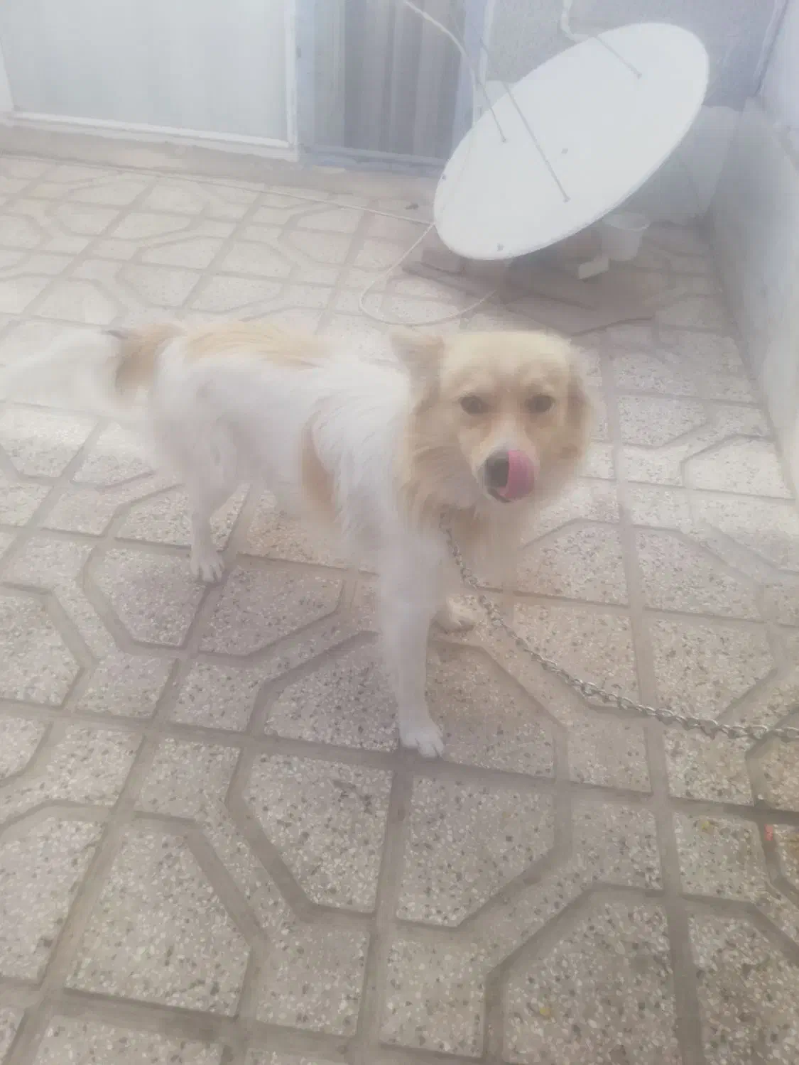 پاکوتاه اشپیتز|سگ|نیشابور, ۲۲ بهمن|دیوار