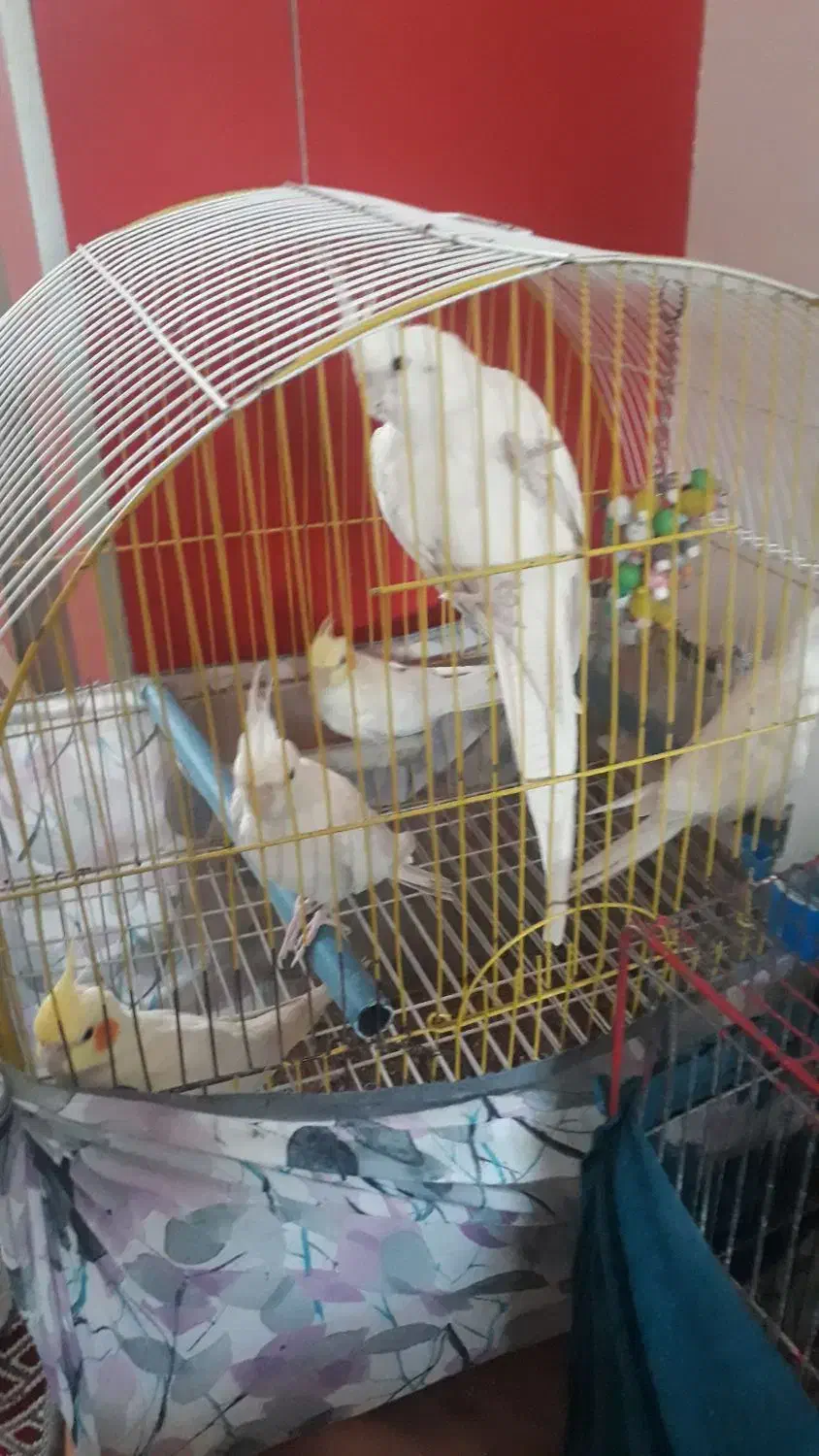 عروس|پرنده|خلخال, |دیوار