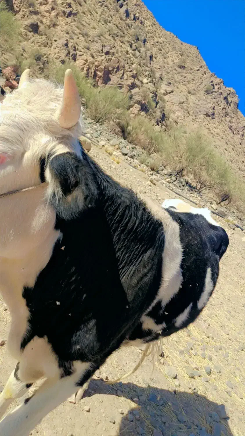 یک راس گستر هلشتاین|حیوانات مزرعه|جیرفت, |دیوار