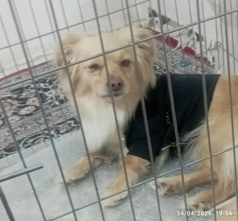 سگ.. .|سگ|کرمانشاه, |دیوار