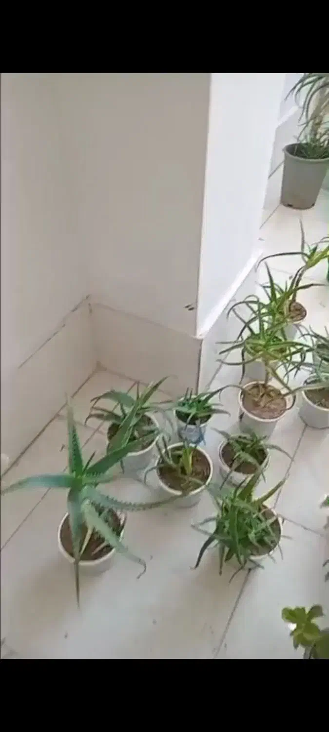 گل آلورا|گل و گیاه طبیعی|رشت, فلسطین|دیوار