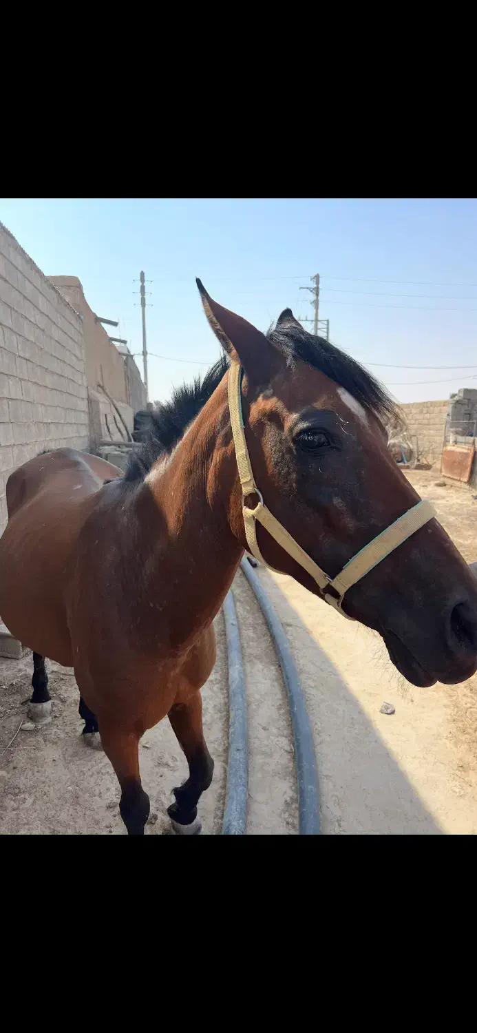 اسب مادیون آبستن یک ماه دیگه تضمین|اسب و تجهیزات اسب‌سواری|شبانکاره, |دیوار