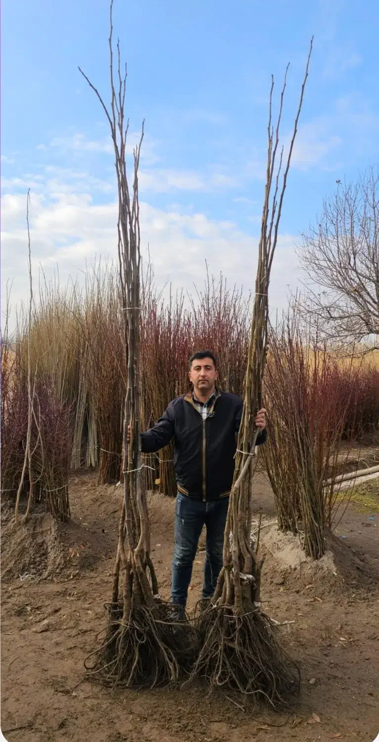 گردو دیرگل و زودبارده|خدمات باغبانی و درختکاری|هشترود, |دیوار