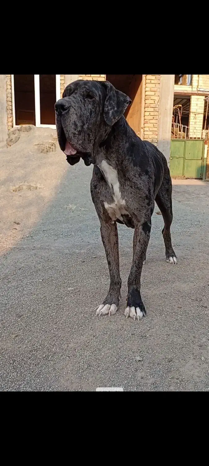 سگ گریدین اصل|سگ|کرمانشاه, |دیوار