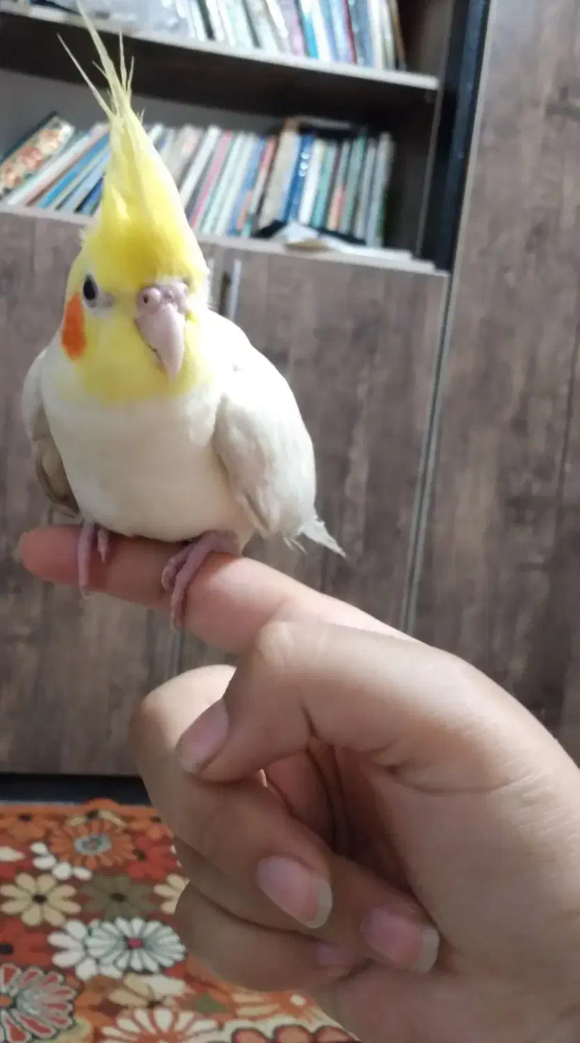 فروش عروس هلندی|پرنده|نورآباد, |دیوار