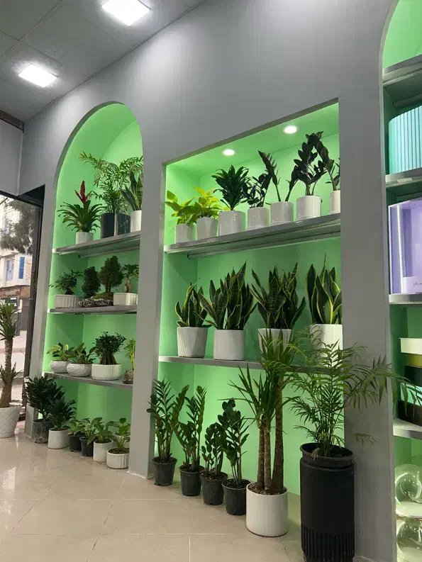 گل و گیاه ماشین عروس|گل و گیاه طبیعی|سبزوار, ولیعصر (نجار آباد)|دیوار