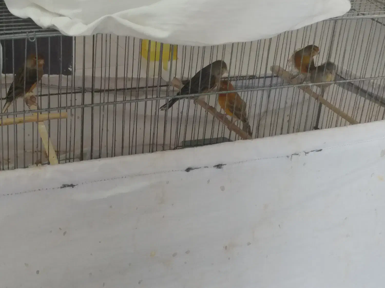 قناری ماده|پرنده|ایلام, |دیوار