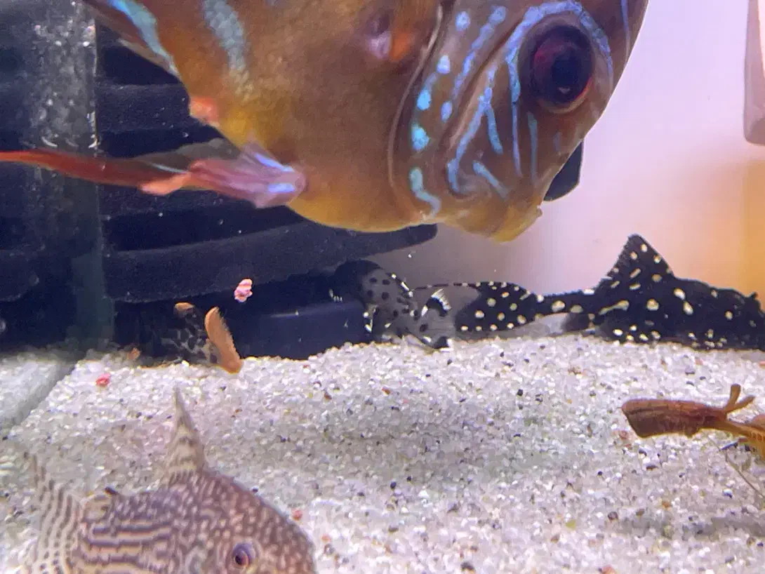 پلکو های خاص کلکسیونی|ماهی|کرمان, |دیوار