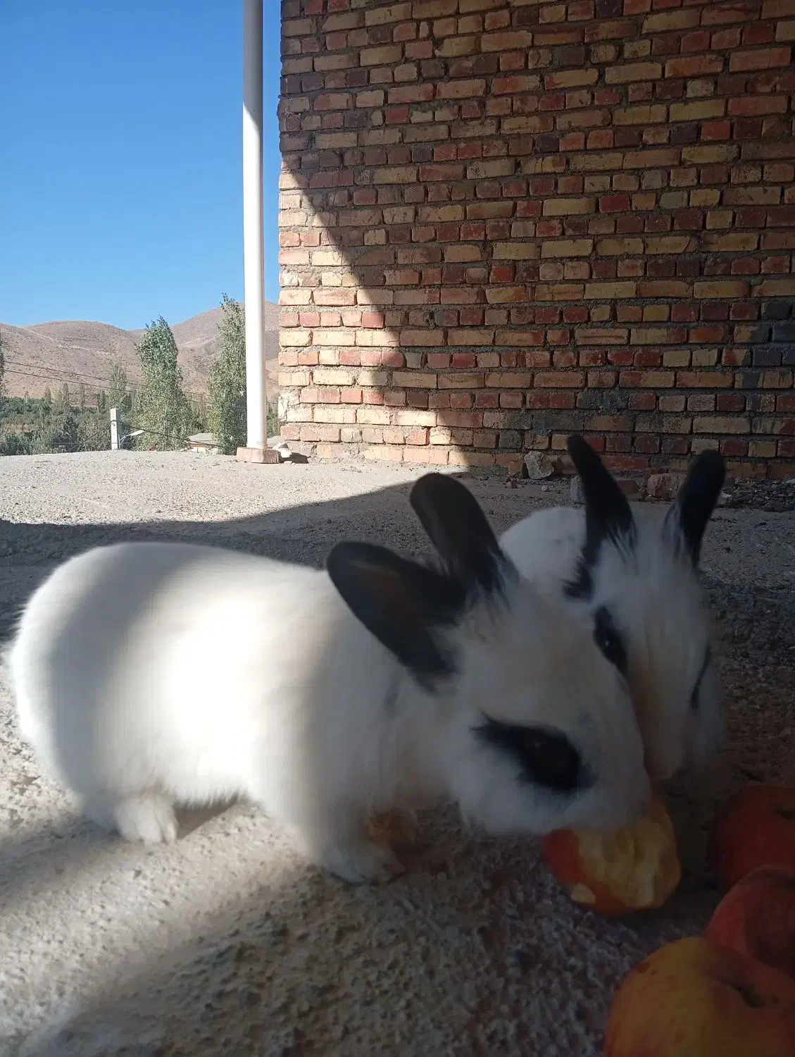 خرگوش|موش و خرگوش|ارومیه, |دیوار