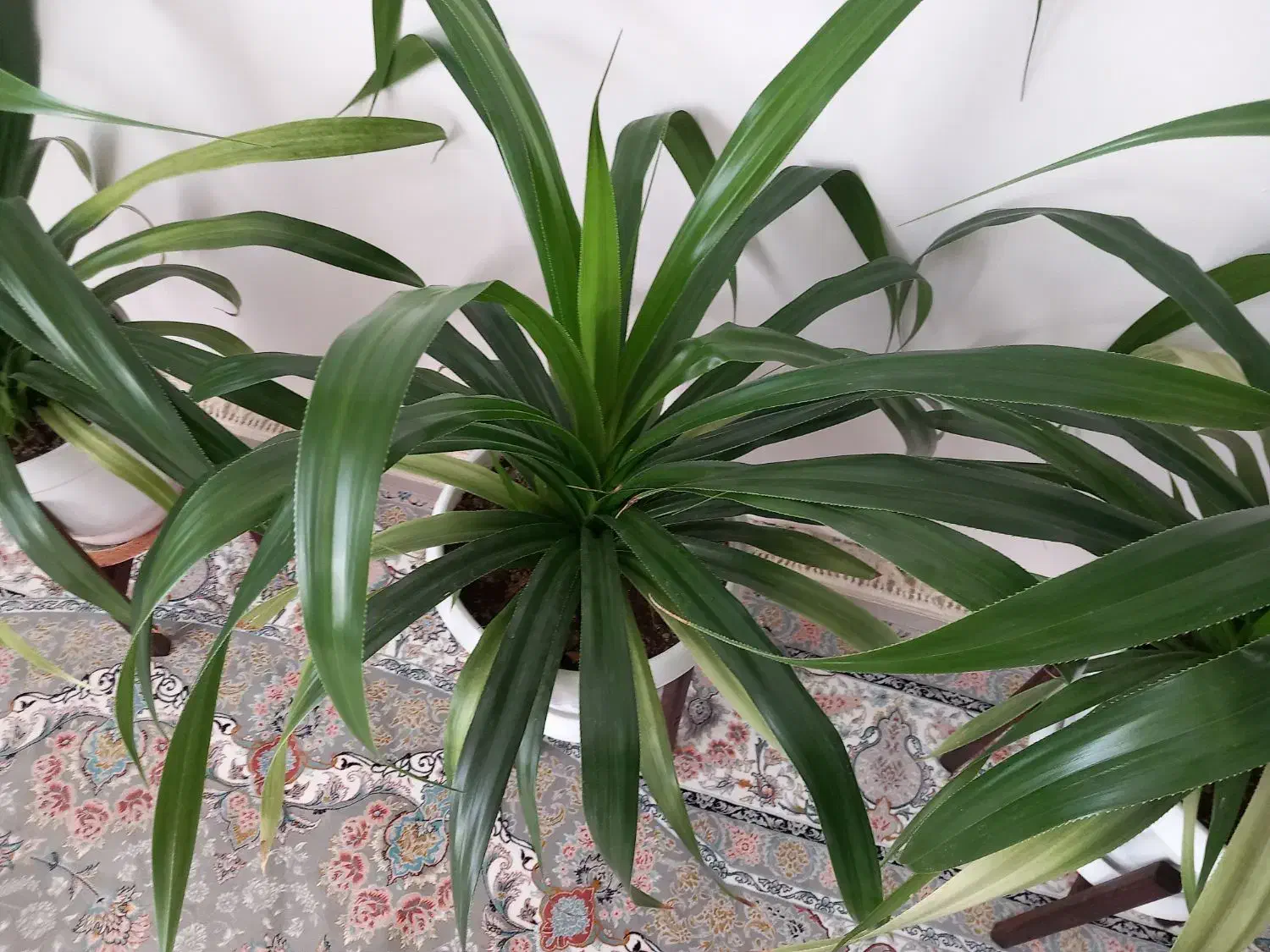 فروش گل پاندانوس|گل و گیاه طبیعی|تربتحیدریه, آغوی|دیوار