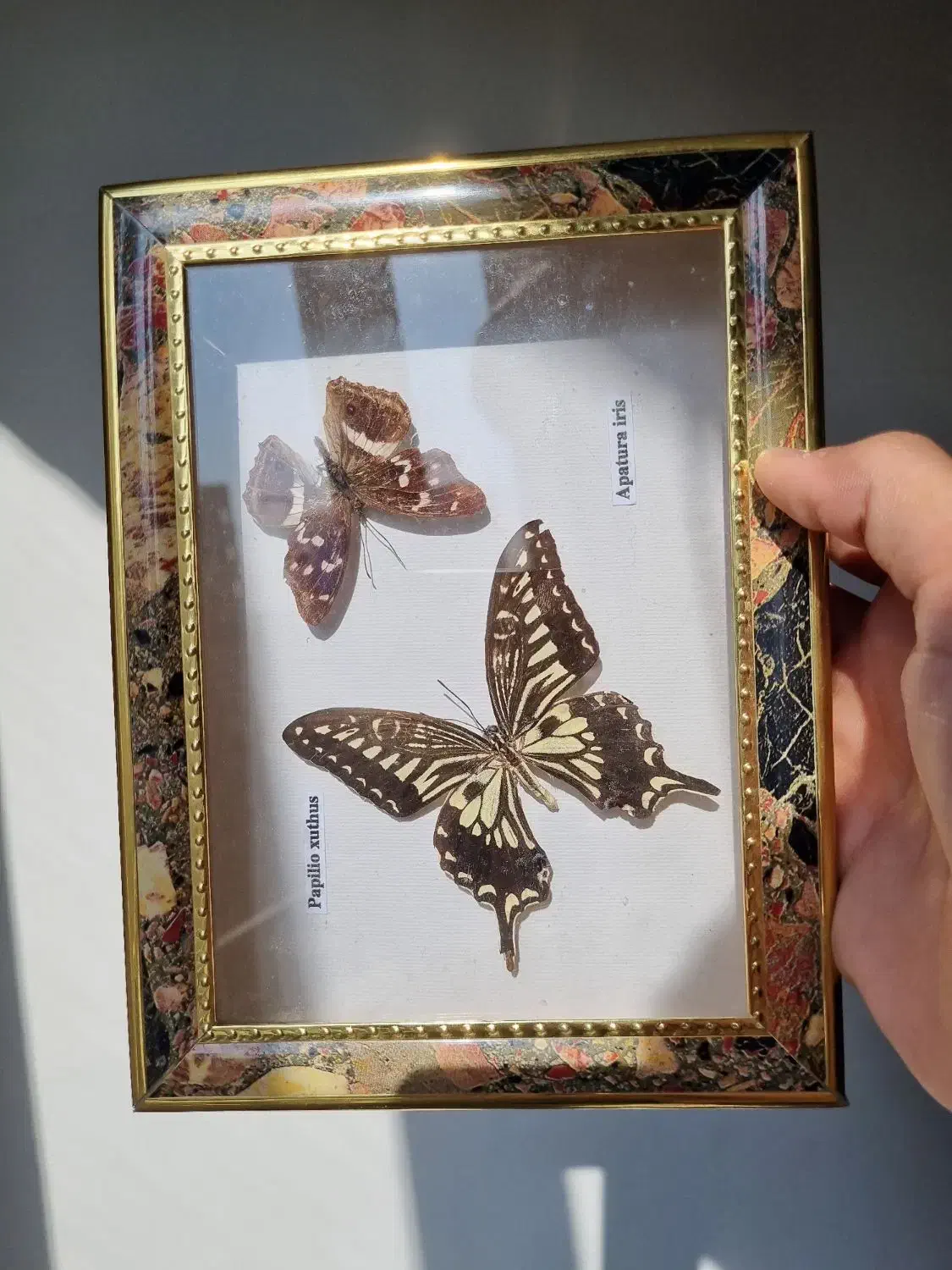 تابلو پروانه طبیعی|تابلو، نقاشی، عکس|تهران, صادقیه|دیوار