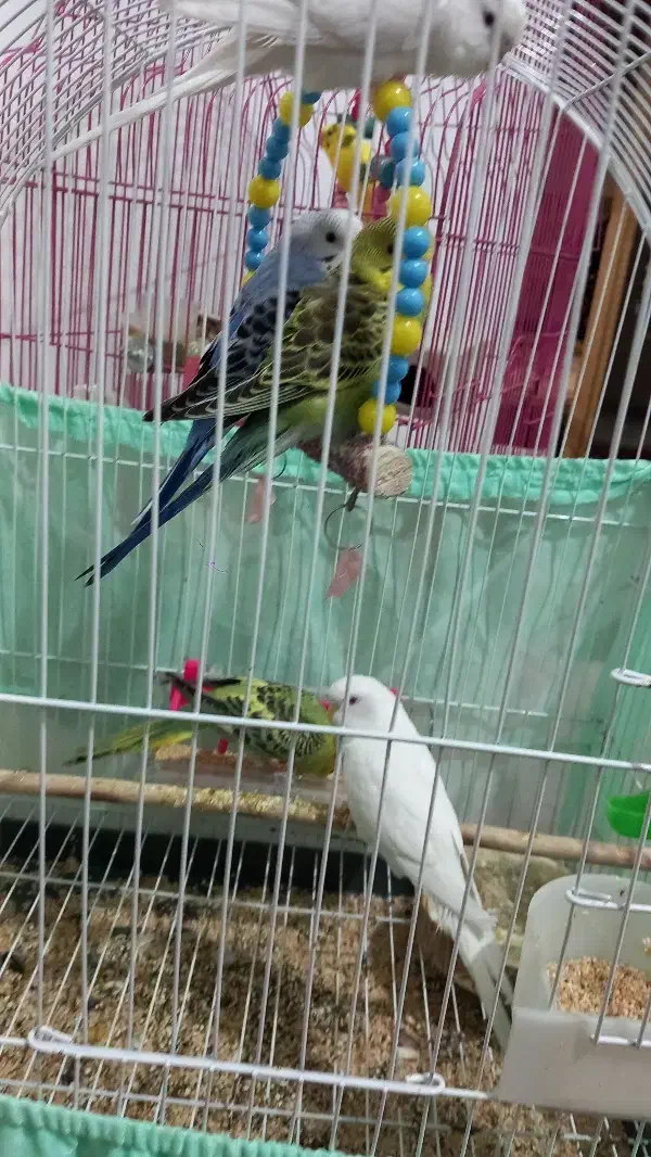 ۵ عدد مرغه عشق|پرنده|سقز, |دیوار