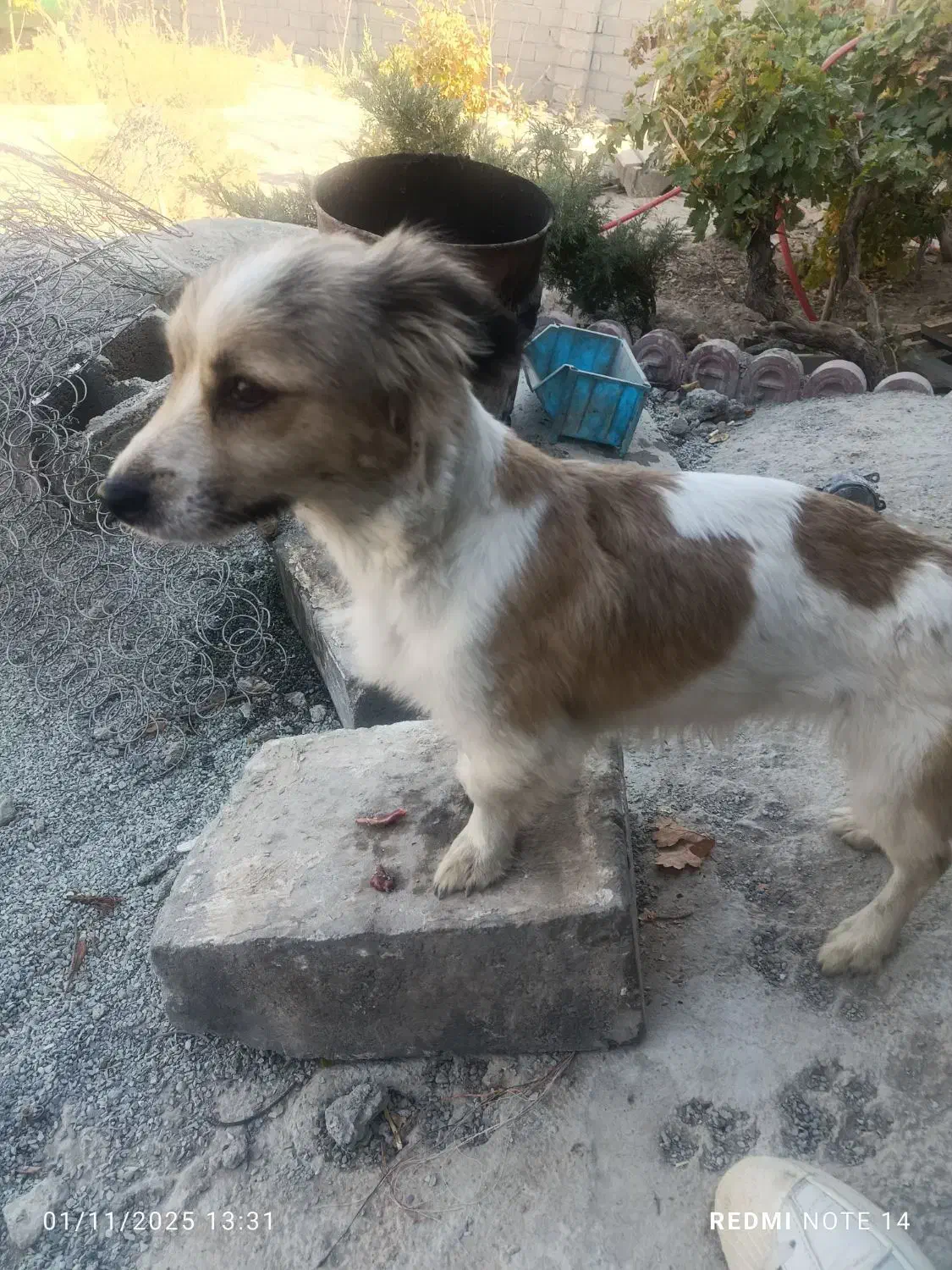 سگ پیداشده|سگ|رباط‌کریم, رباط‌کریم|دیوار