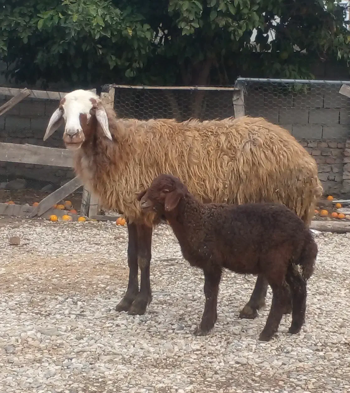 دوتا گوسفند بره دار،و هفت  گوسفند آبست|حیوانات مزرعه|گرگان, |دیوار