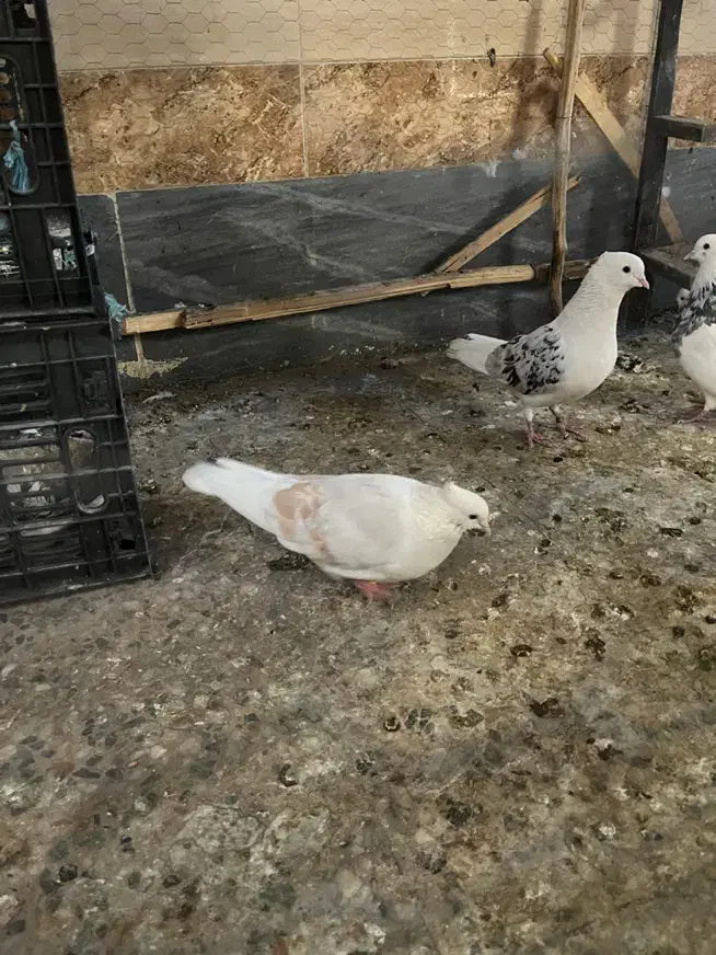 جفت دوکت|پرنده|اهواز, شهرک حفاری|دیوار