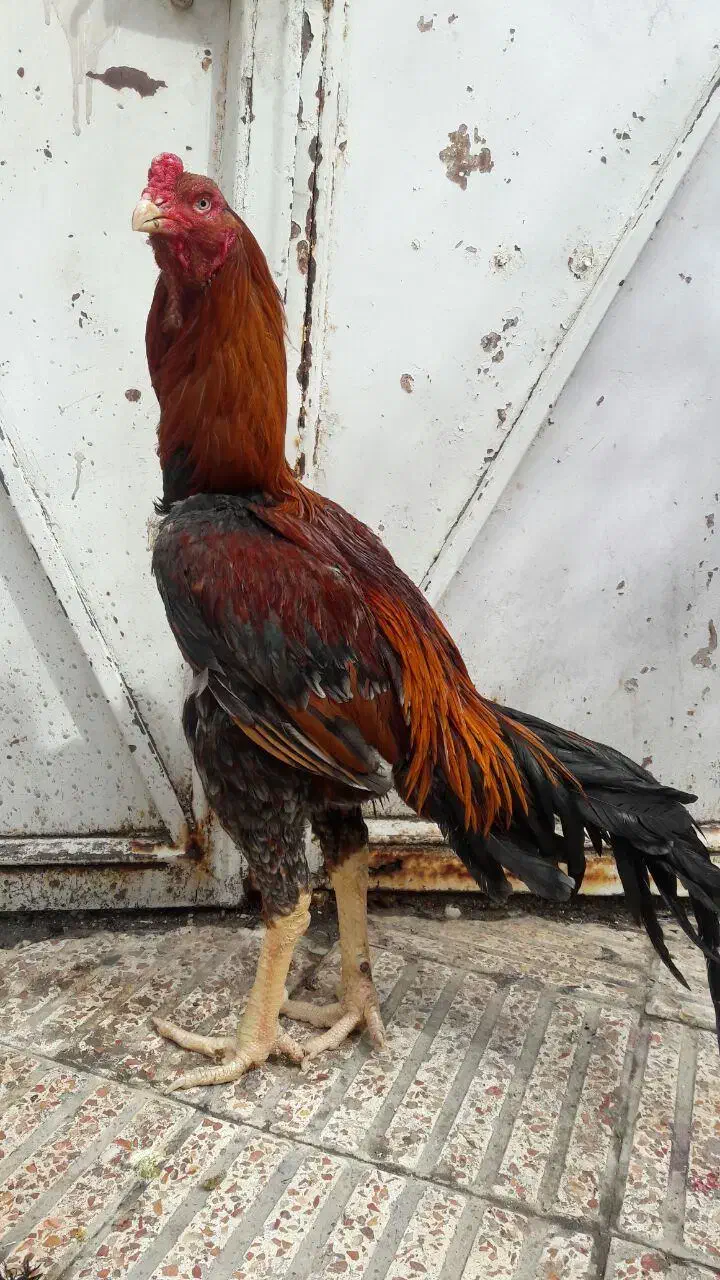 جوجه لاری - خروس لاری - مرغ لاری|حیوانات مزرعه|تهران, شهرک طالقانی|دیوار