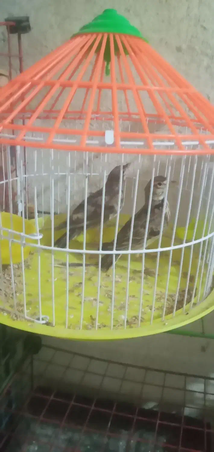 پرنده|پرنده|دزفول, |دیوار