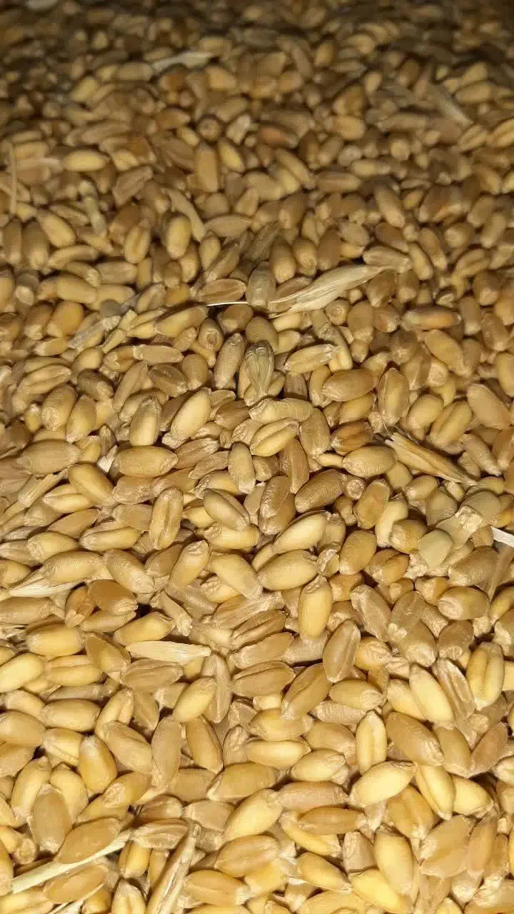 گندم روشن|عمده‌فروشی|زرندیه, |دیوار