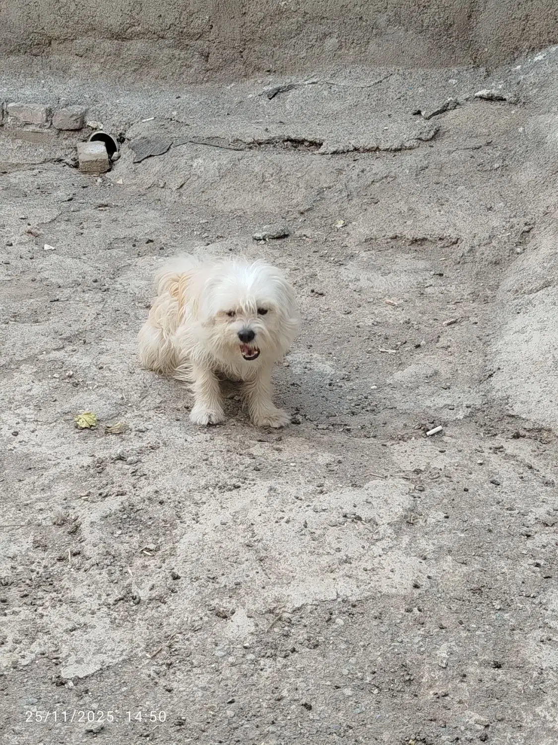 فروش سگ پا کوتاه|سگ|محمدیه-قزوین, |دیوار