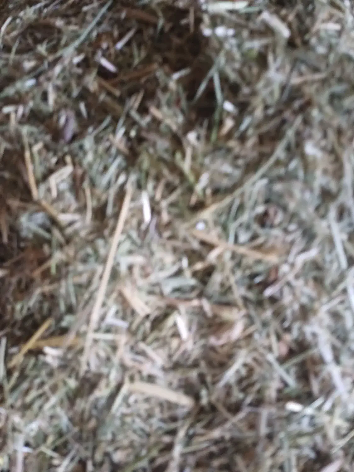 کاه یونجه|لوازم جانبی حیوانات|سیلاخور, |دیوار