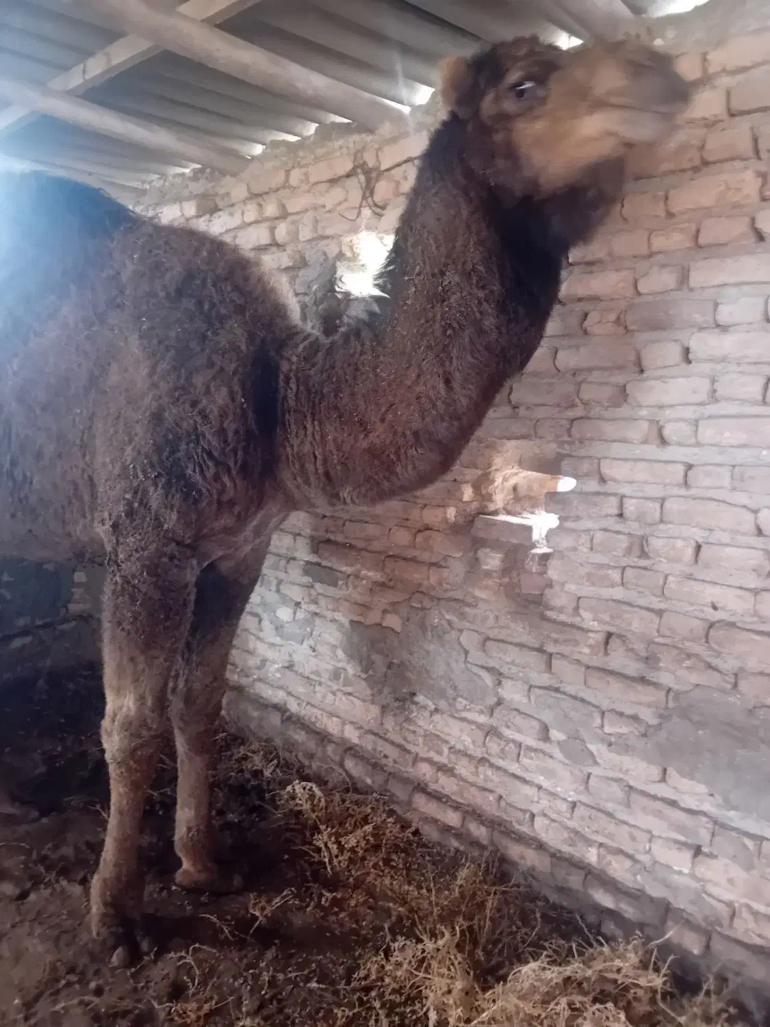 کشتار بچه شتر|حیوانات مزرعه|سیمین شهر, |دیوار