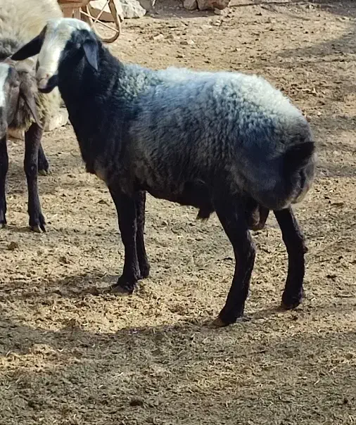 بره مناسب قربانی|حیوانات مزرعه|آبگرم, |دیوار