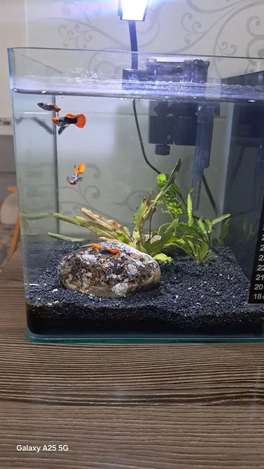 ماهی گوپی نژاد دار|ماهی|کرمانشاه, |دیوار