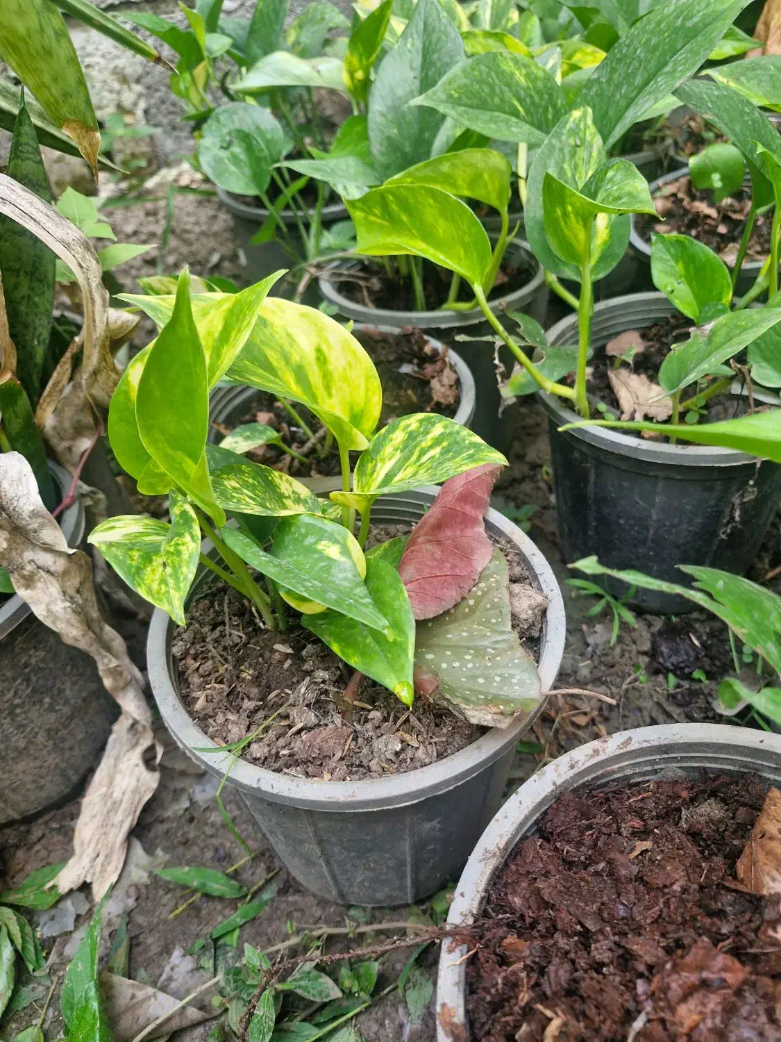 گل حسن یوسف و باباادم و پوتوس و سانسوریا|گل و گیاه طبیعی|رحیمآباد, |دیوار