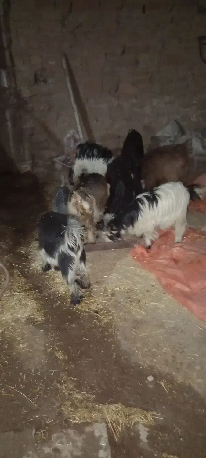 بیگ|حیوانات مزرعه|مسجد سلیمان, |دیوار