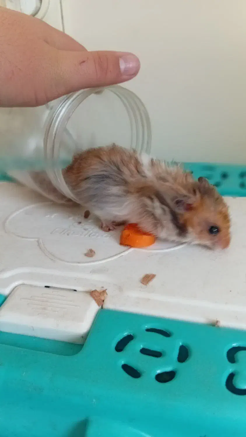 همستر|موش و خرگوش|دماوند, گیلاوند|دیوار