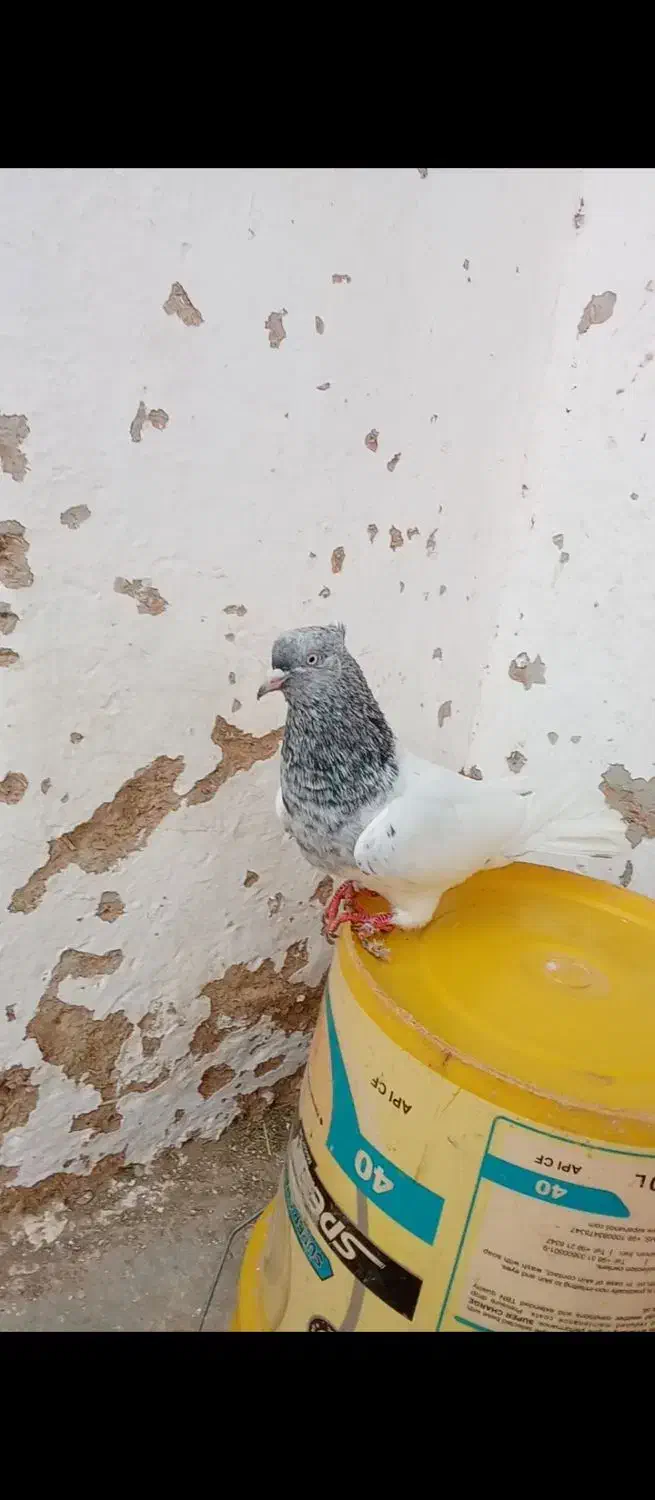 کله ساره|پرنده|شیروان (خراسان), |دیوار