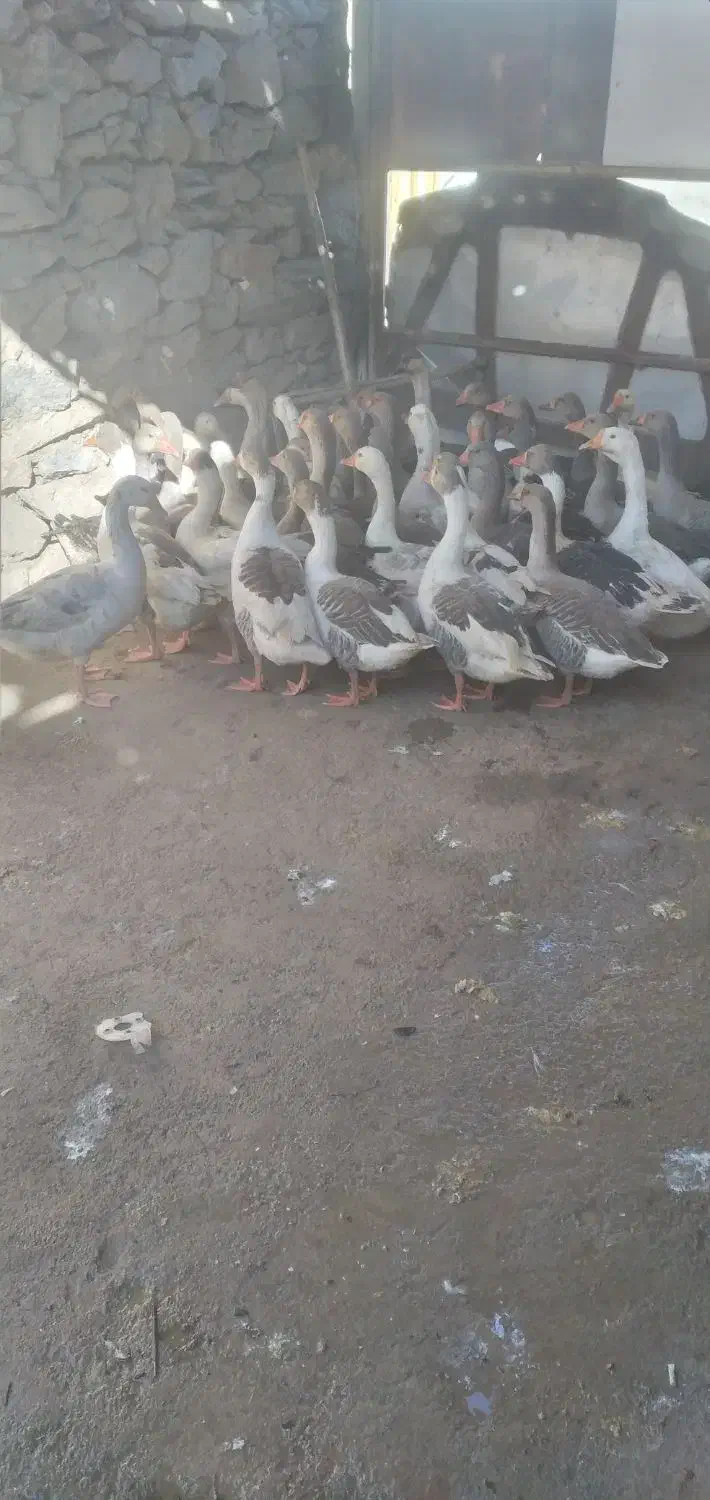 ۴۵قاز محلی|حیوانات مزرعه|مریوان, |دیوار