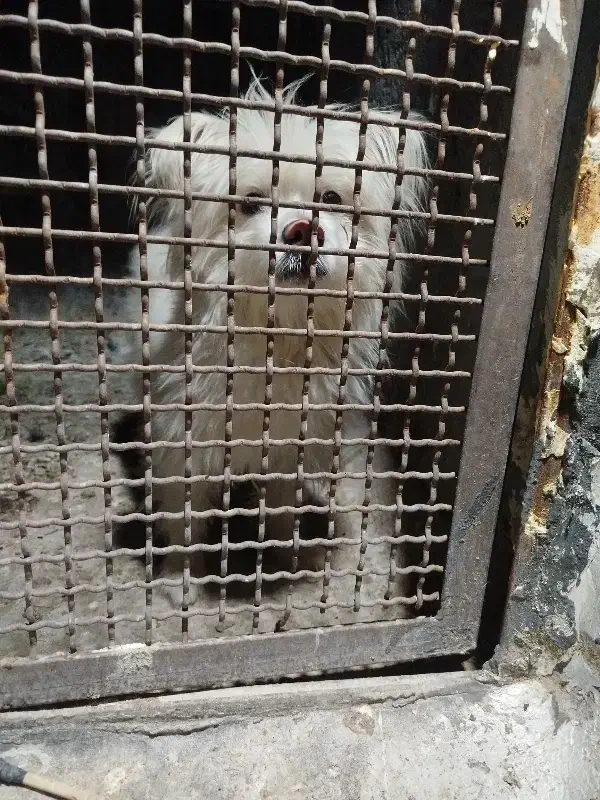 سگ نر|سگ|بم, |دیوار