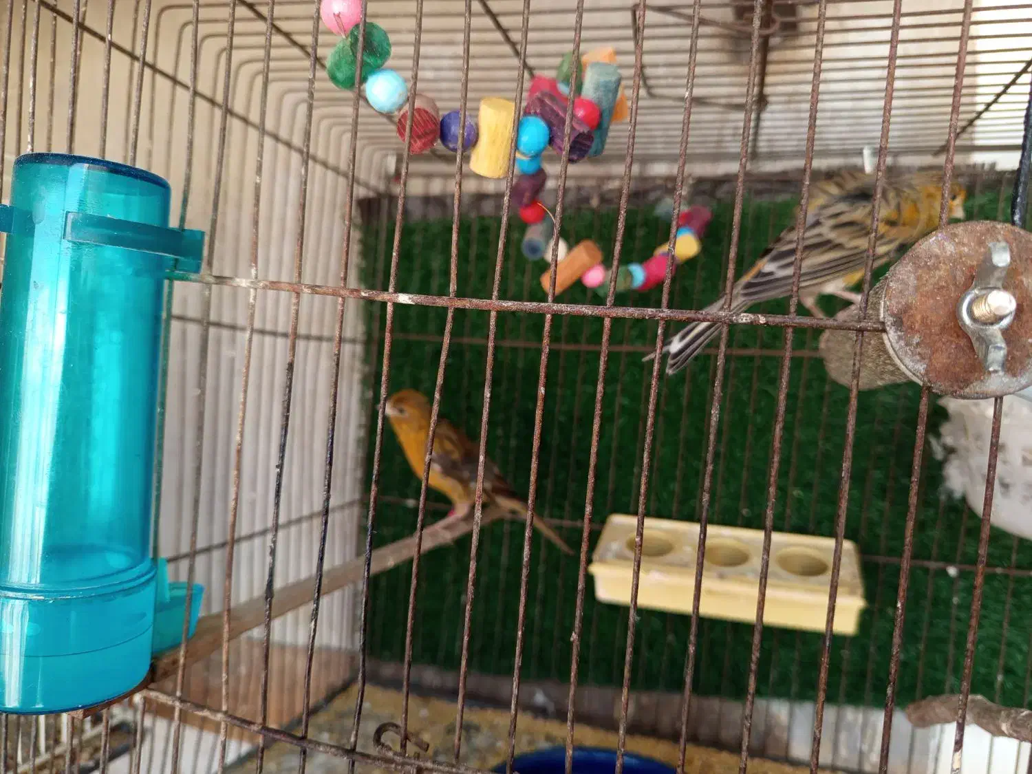 قناری مولد سبز|پرنده|محمدیه-قزوین, |دیوار