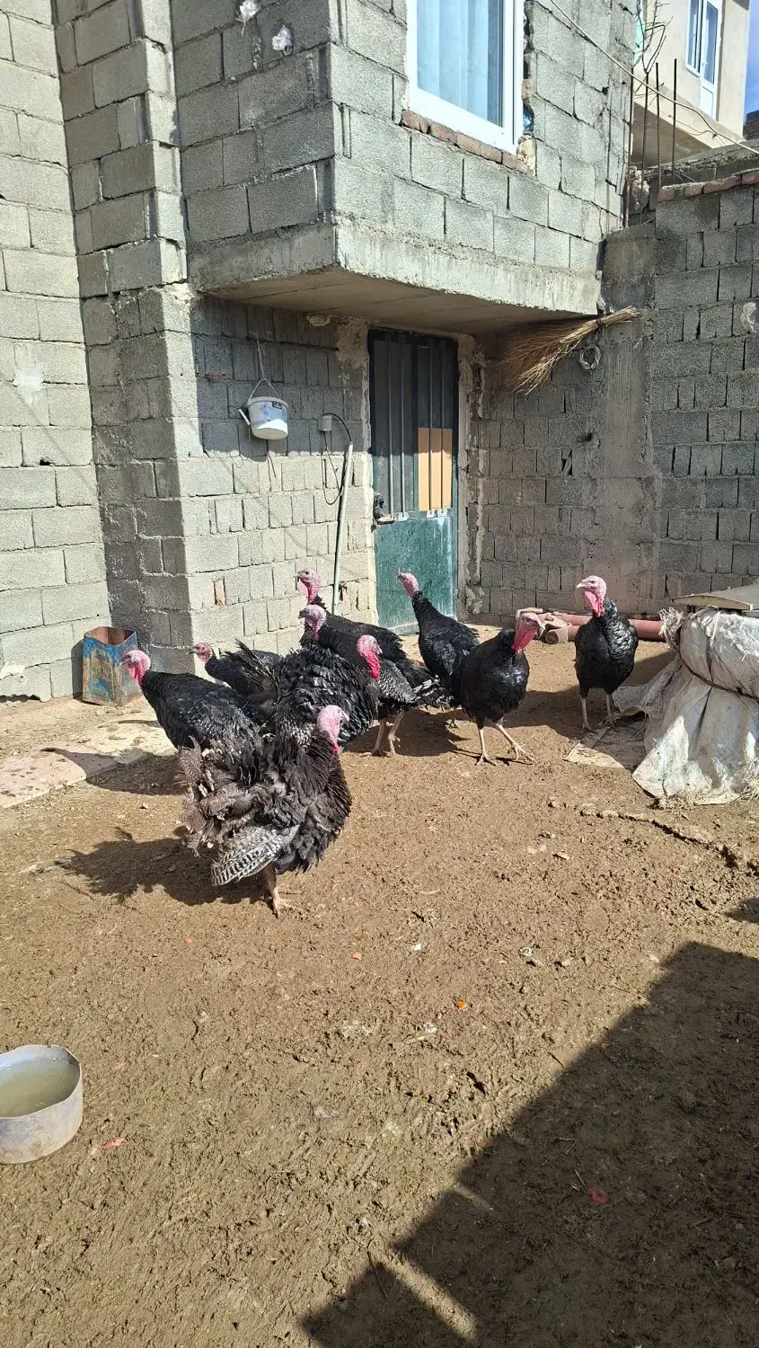 بوقلمون برنز|حیوانات مزرعه|سقز, |دیوار