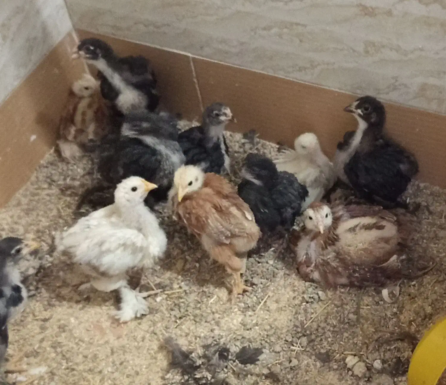 جوجه برهما زیر مرغی و خروس برهما بیگ سایز|حیوانات مزرعه|سلفچگان, |دیوار