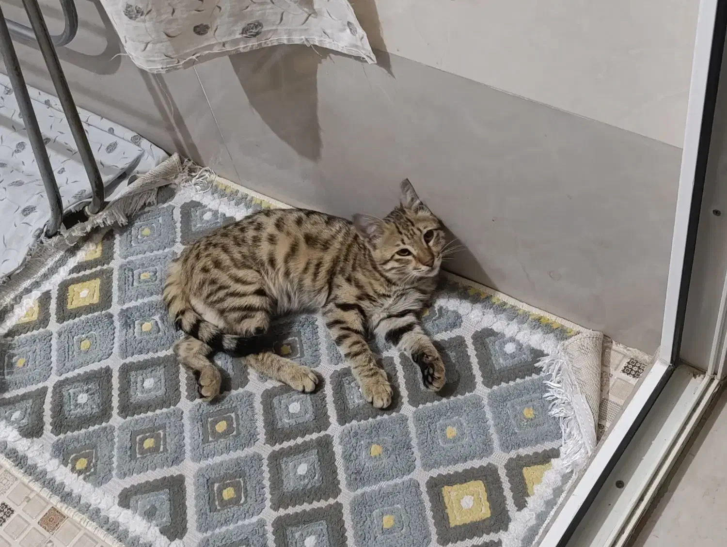 رایگان|گربه|نسیم‌شهر, |دیوار